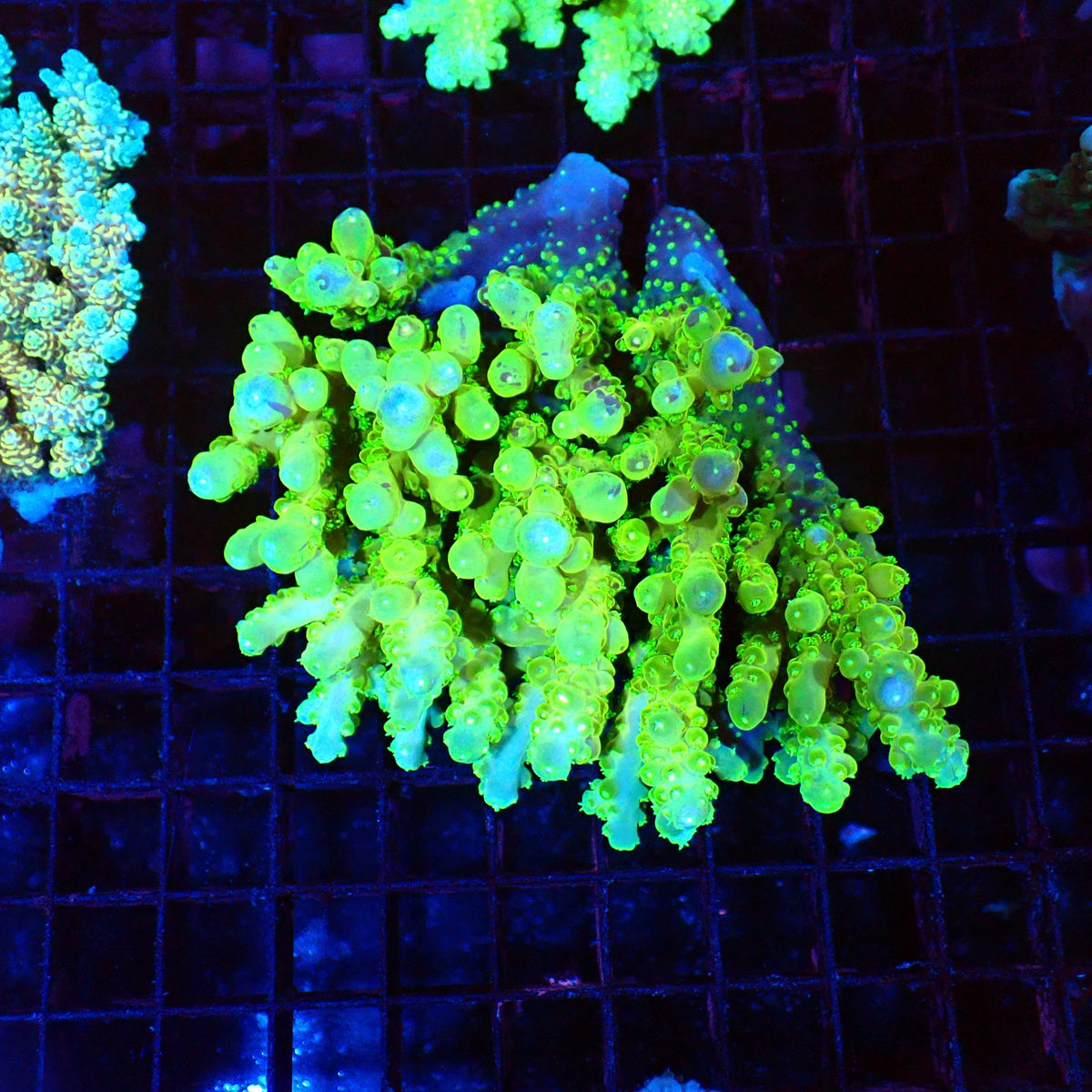 Acropora (SPS) AA048 | Acropora sp. - Red Sea 20K LED
