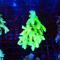 Acropora (SPS) AA049 | Acropora sp. - Red Sea 20K LED