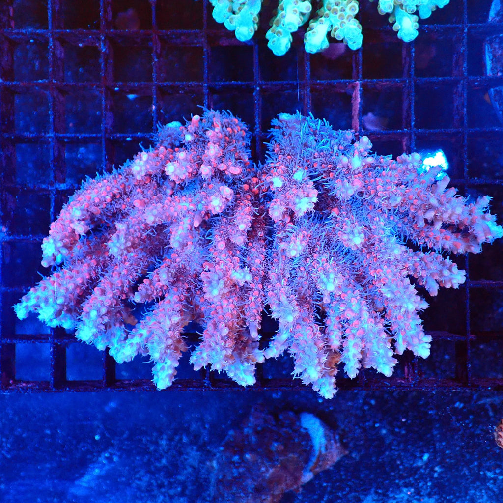 Acropora (SPS) AA050 | Acropora sp. - Red Sea 20K LED