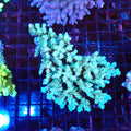Acropora (SPS) AA051 | Acropora sp. - Red Sea 20K LED