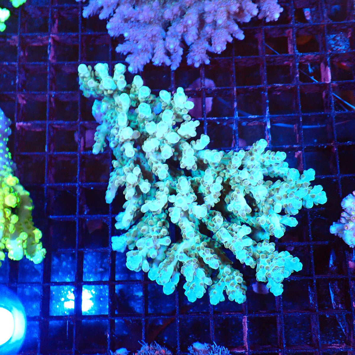 Acropora (SPS) AA051 | Acropora sp. at Red Sea 20k →