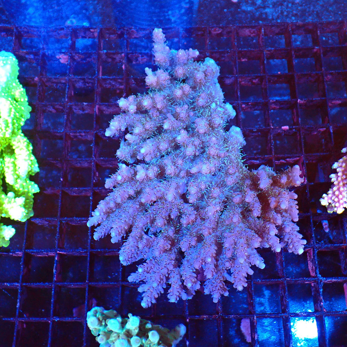 Acropora (SPS) AA052 | Acropora sp. - Red Sea 20K LED