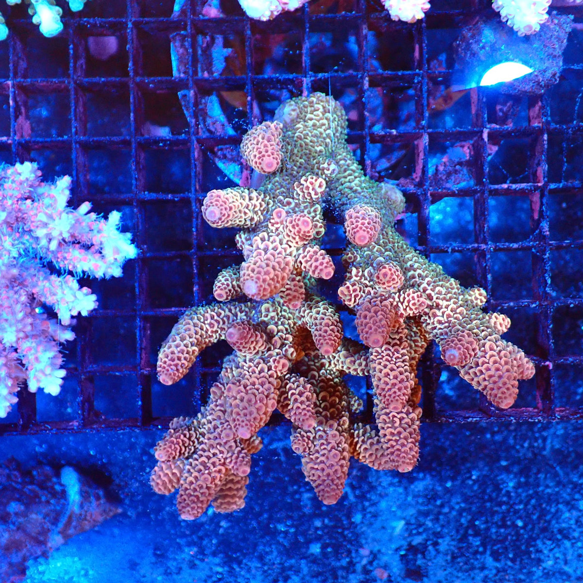 Acropora (SPS) AA053 | Acropora sp. - Red Sea 20K LED