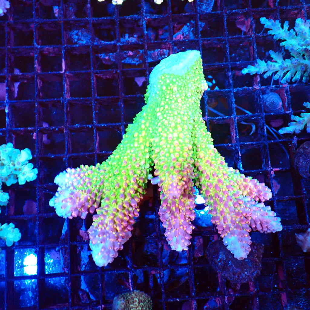 Acropora (SPS) AA054 | Acropora sp. - Red Sea 20K LED