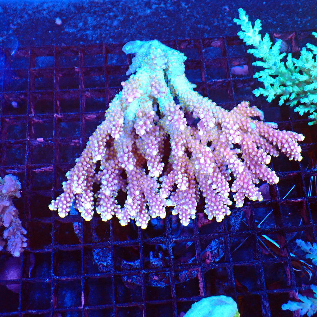 Acropora (SPS) AA055 | Acropora sp. - Red Sea 20K LED