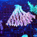 Acropora (SPS) AA055 | Acropora sp. - Red Sea 20K LED
