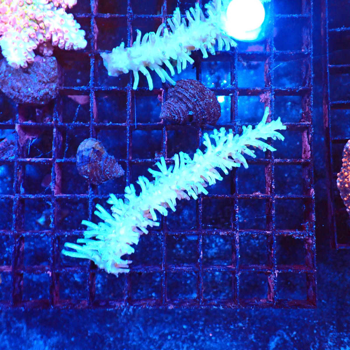 Acropora (SPS) AA056 | Acropora sp. - Red Sea 20K LED