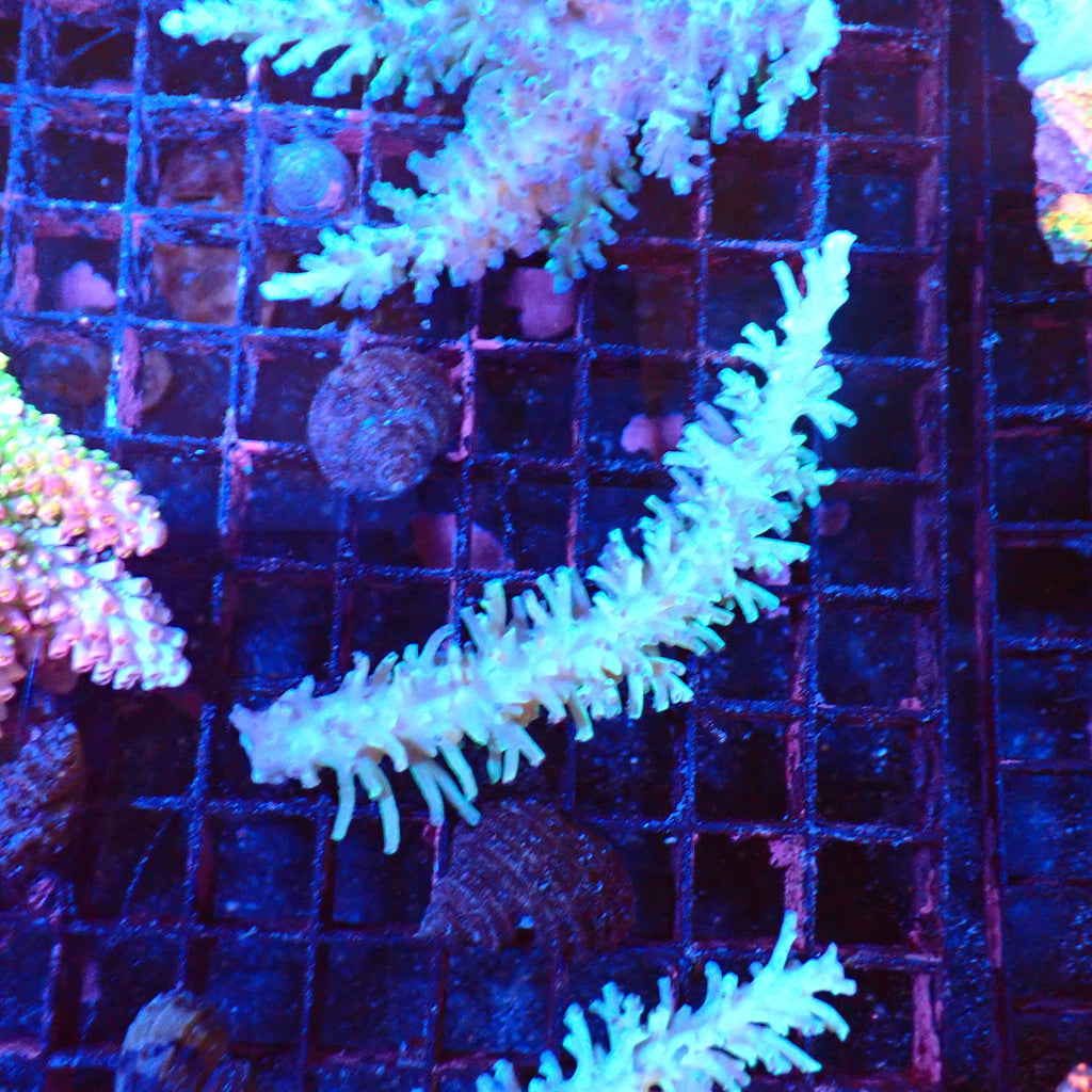 Acropora (SPS) AA057 | Acropora sp. - Red Sea 20K LED