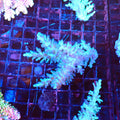 Acropora (SPS) AA058 | Acropora sp. - Red Sea 20K LED