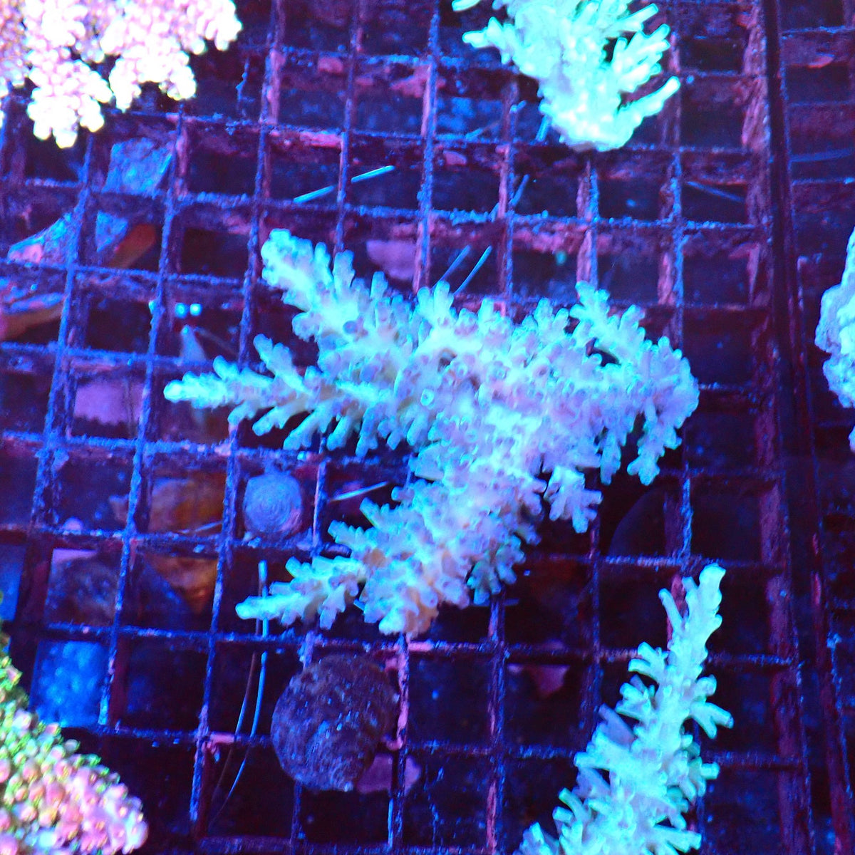 Acropora (SPS) AA058 | Acropora sp. - Red Sea 20K LED
