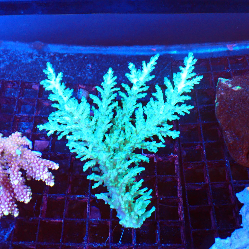 Acropora (SPS) AA059 | Acropora sp. - Red Sea 20K LED