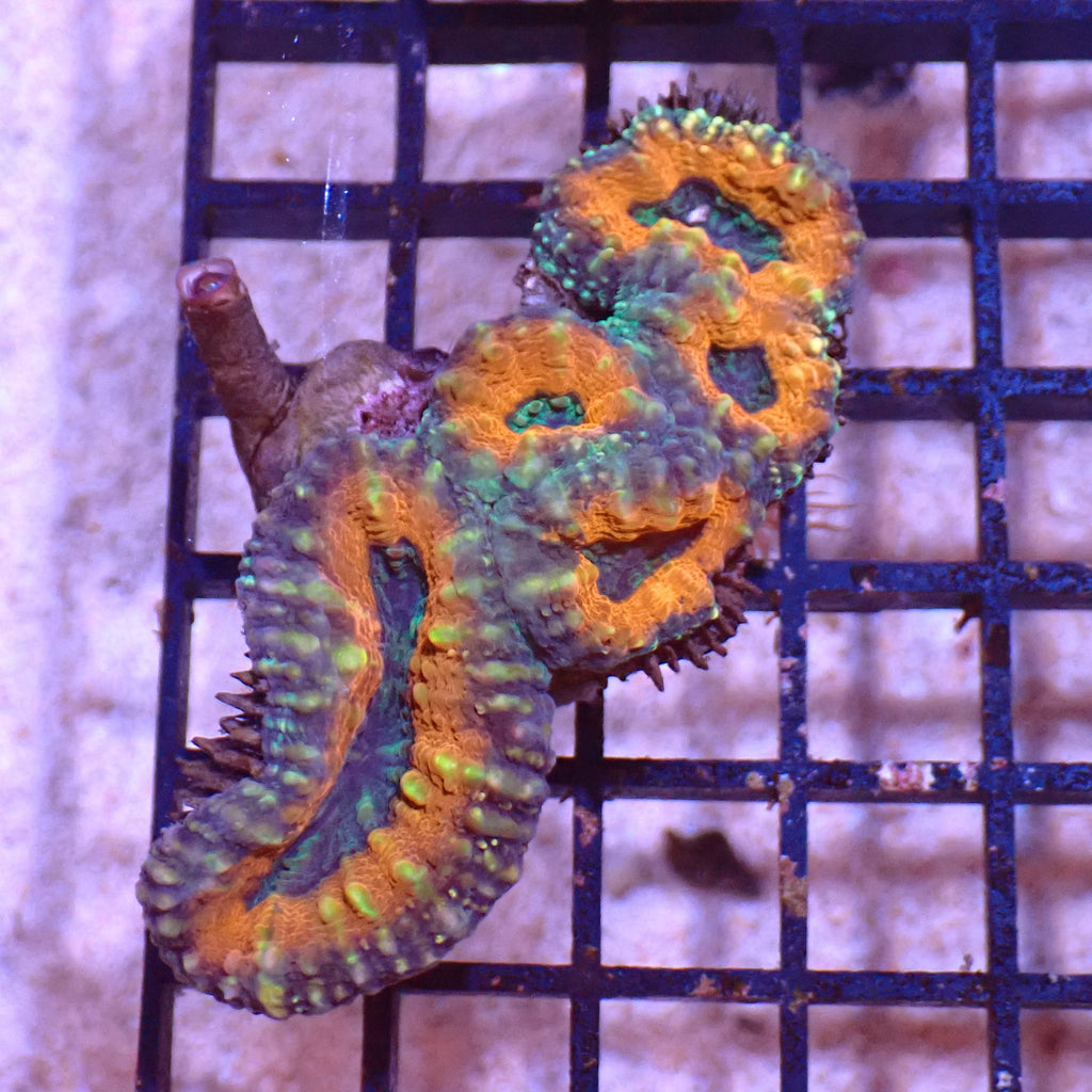 Pachysepta (Acan) AA003 | Acanthastrea pachysepta - Red Sea 15K