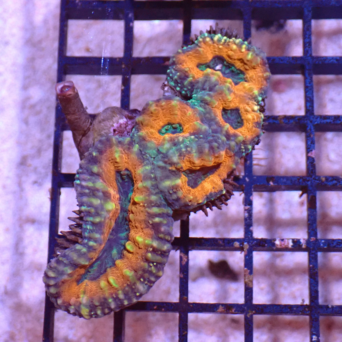 Pachysepta (Acan) AA003 | Acanthastrea pachysepta - Red Sea 15K