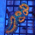 Pachysepta (Acan) AA003 | Acanthastrea pachysepta - Red Sea 20K LED
