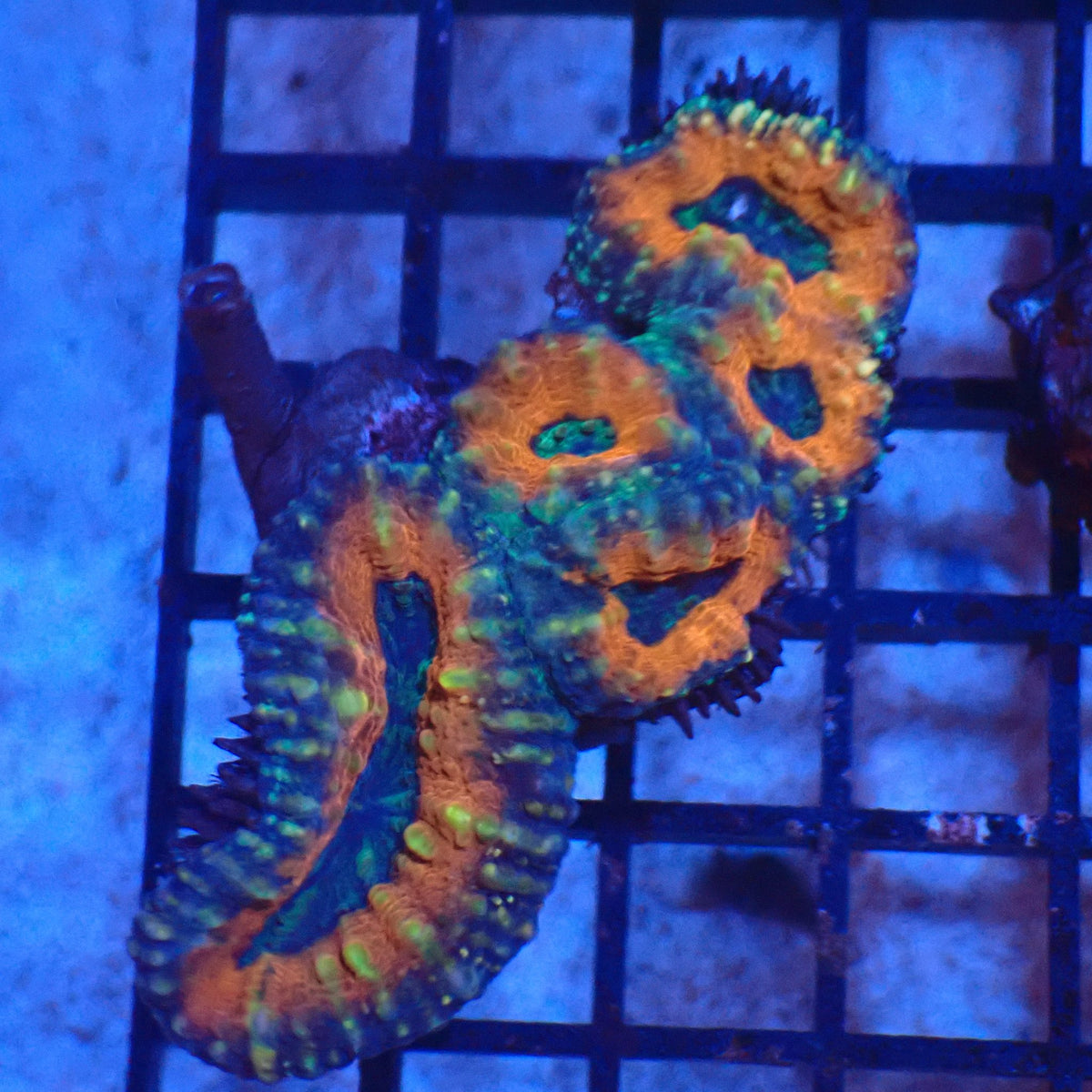 Pachysepta (Acan) AA003 | Acanthastrea pachysepta at Red Sea 20k →