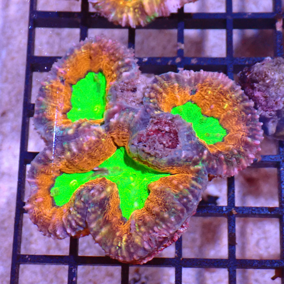 Pachysepta (Acan) AA006 | Acanthastrea pachysepta - Red Sea 15K