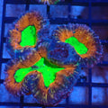 Pachysepta (Acan) AA006 | Acanthastrea pachysepta - Red Sea 20K LED