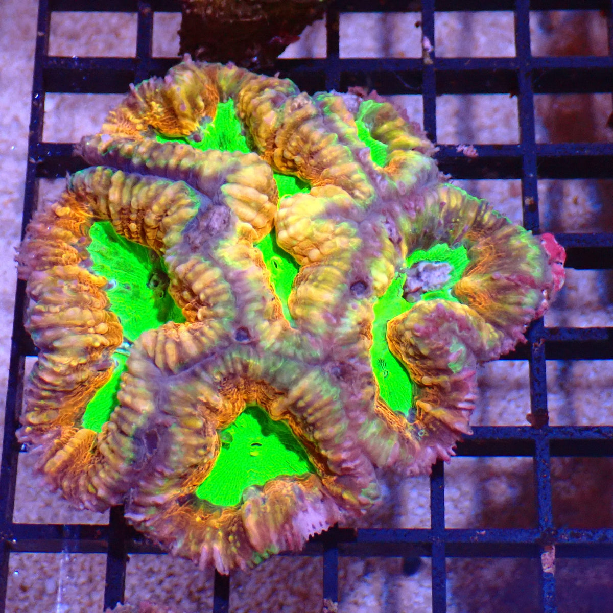 Pachysepta (Acan) AA009 | Acanthastrea pachysepta at ← Red Sea 15k