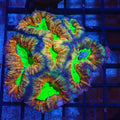 Pachysepta (Acan) AA009 | Acanthastrea pachysepta - Red Sea 20K LED