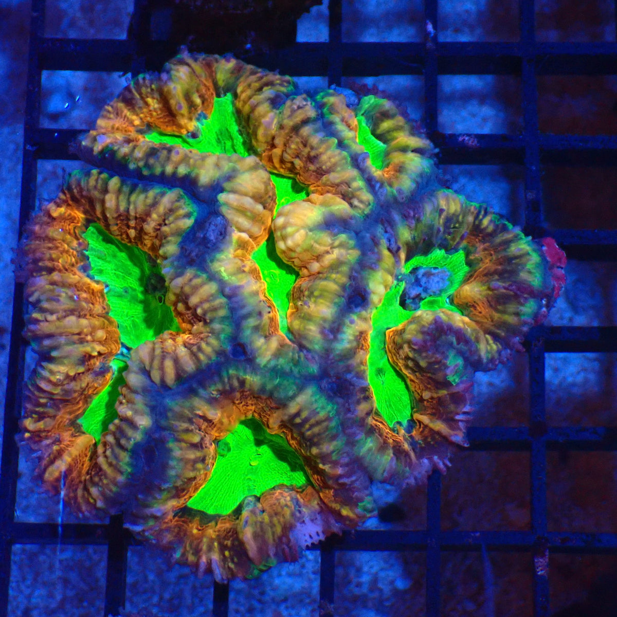 Pachysepta (Acan) AA009 | Acanthastrea pachysepta - Red Sea 20K LED