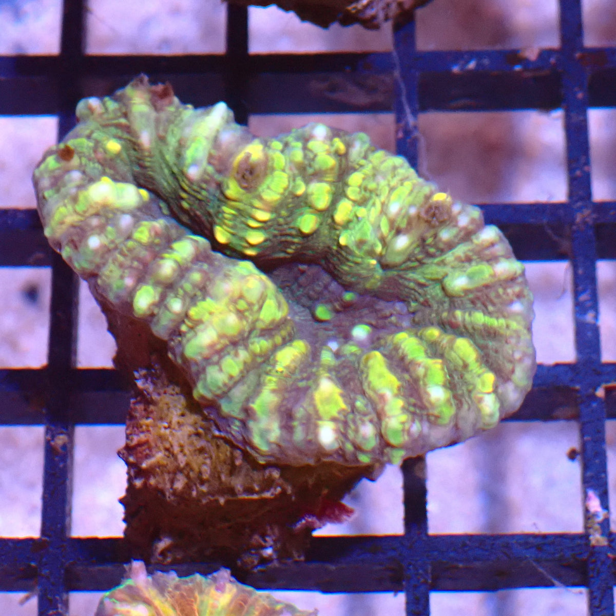 Pachysepta (Acan) AA011 | Acanthastrea pachysepta - Red Sea 15K