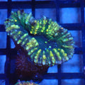 Pachysepta (Acan) AA011 | Acanthastrea pachysepta - Red Sea 20K LED