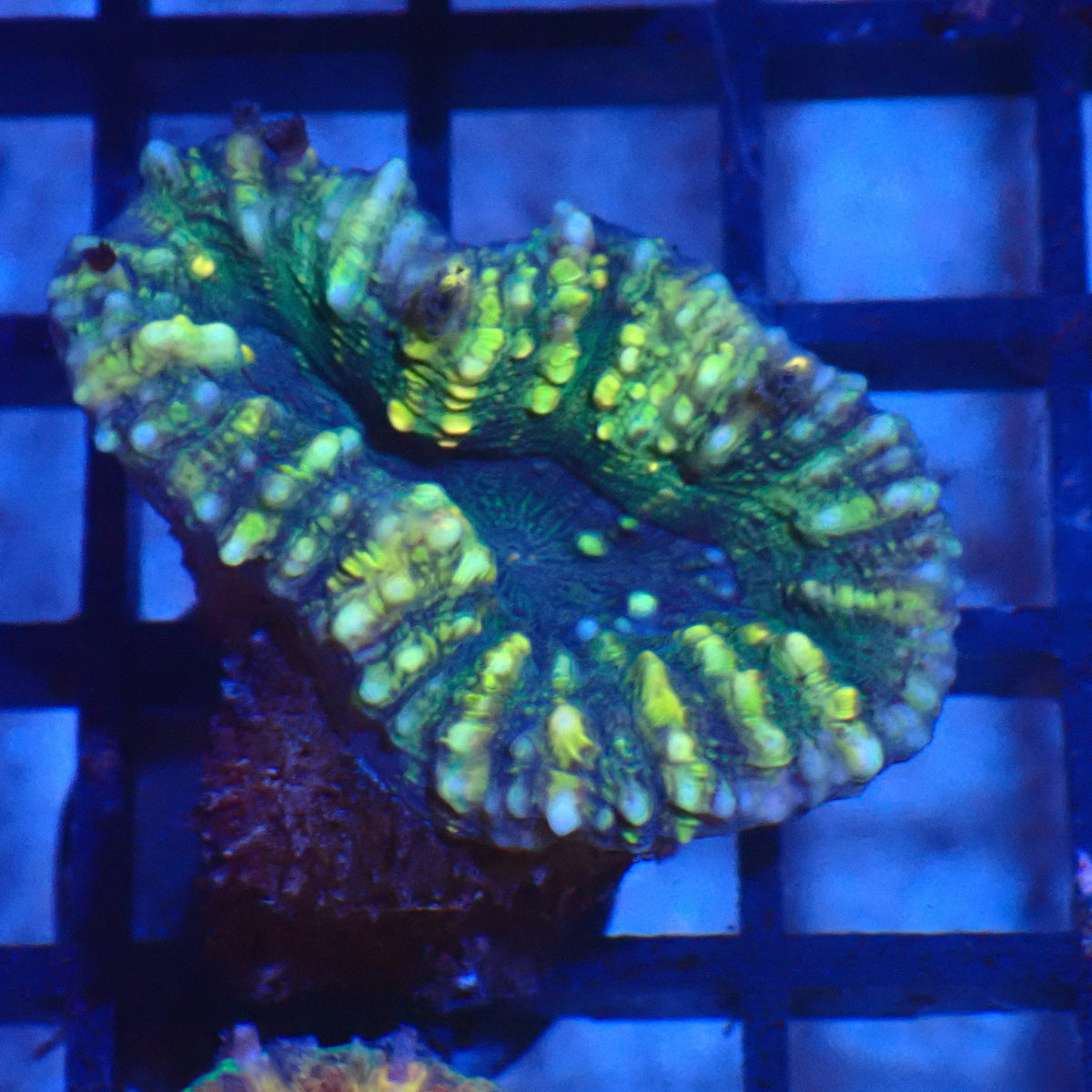 Pachysepta (Acan) AA011 | Acanthastrea pachysepta at Red Sea 20k →