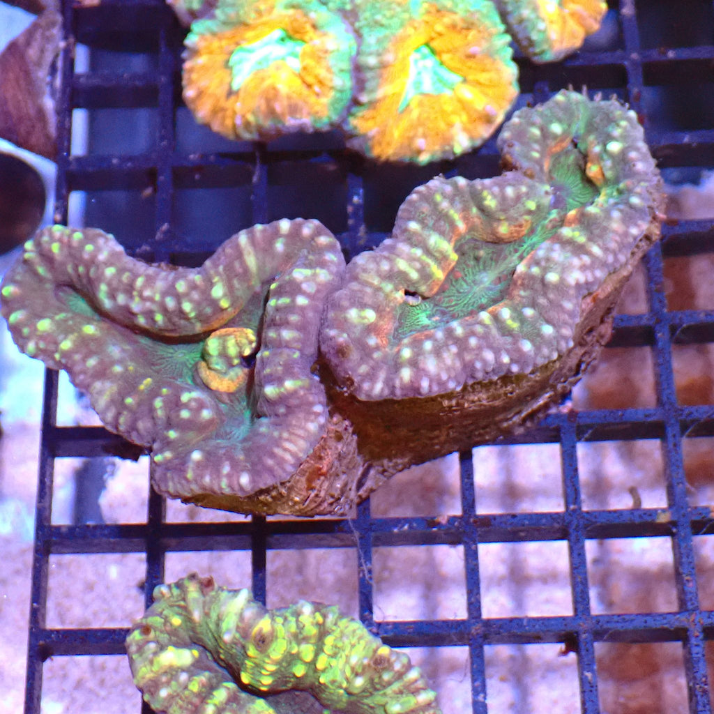 Pachysepta (Acan) AA012 | Acanthastrea pachysepta - Red Sea 15K