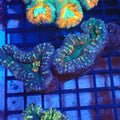 Pachysepta (Acan) AA012 | Acanthastrea pachysepta - Red Sea 20K LED