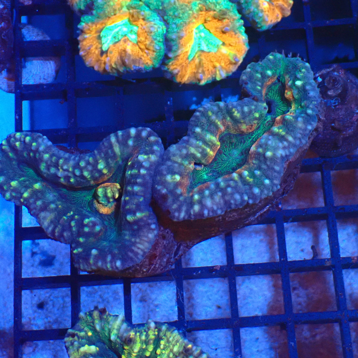 Pachysepta (Acan) AA012 | Acanthastrea pachysepta - Red Sea 20K LED