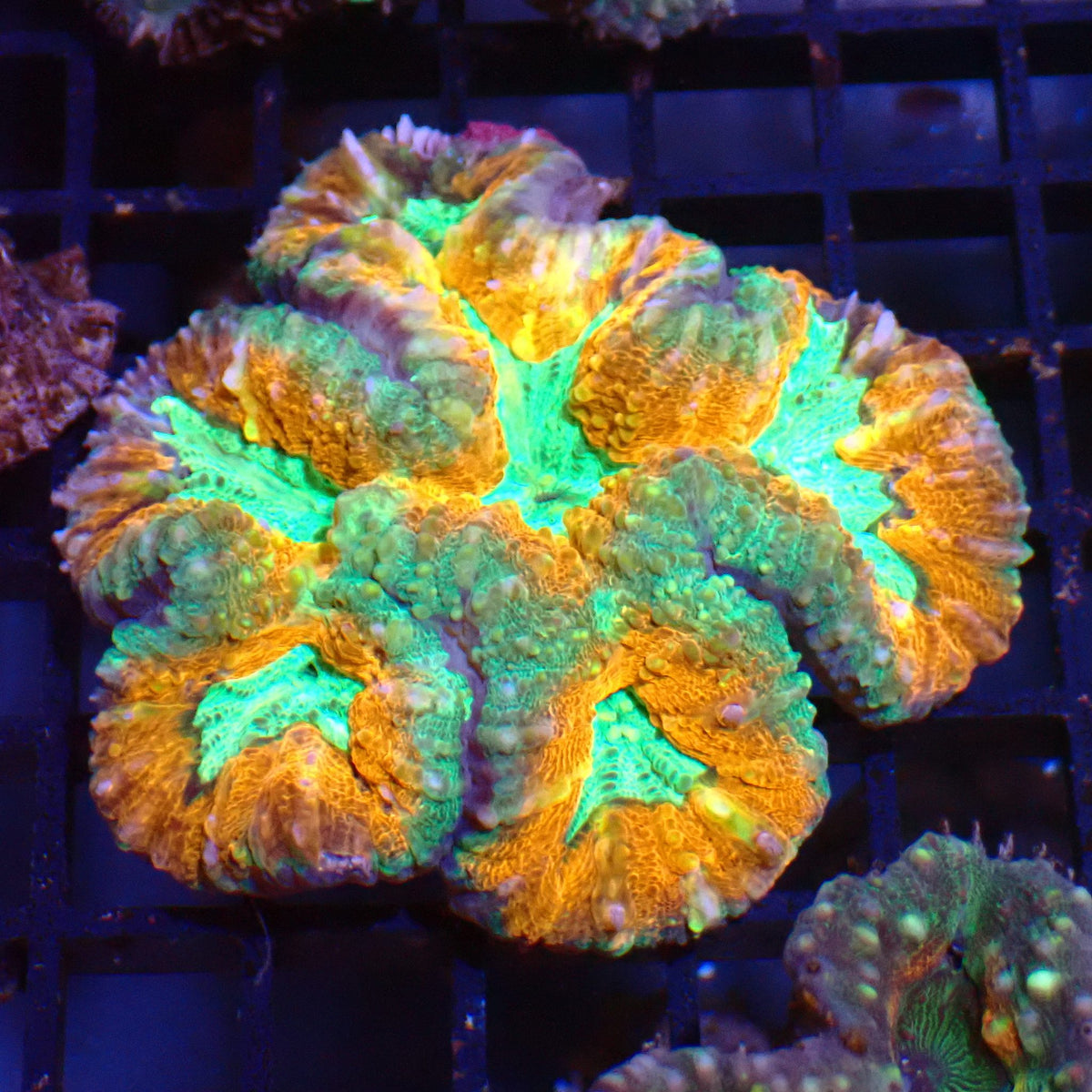 Pachysepta (Acan) AA013 | Acanthastrea pachysepta - Red Sea 15K