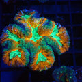 Pachysepta (Acan) AA013 | Acanthastrea pachysepta - Red Sea 20K LED