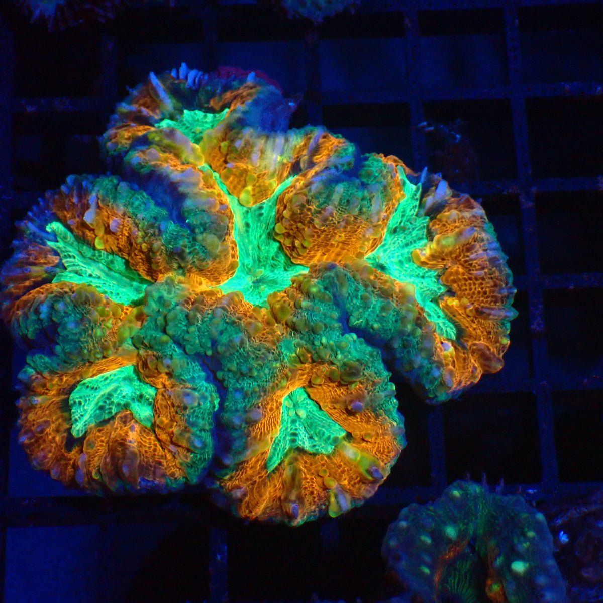 Pachysepta (Acan) AA013 | Acanthastrea pachysepta at Red Sea 20k →