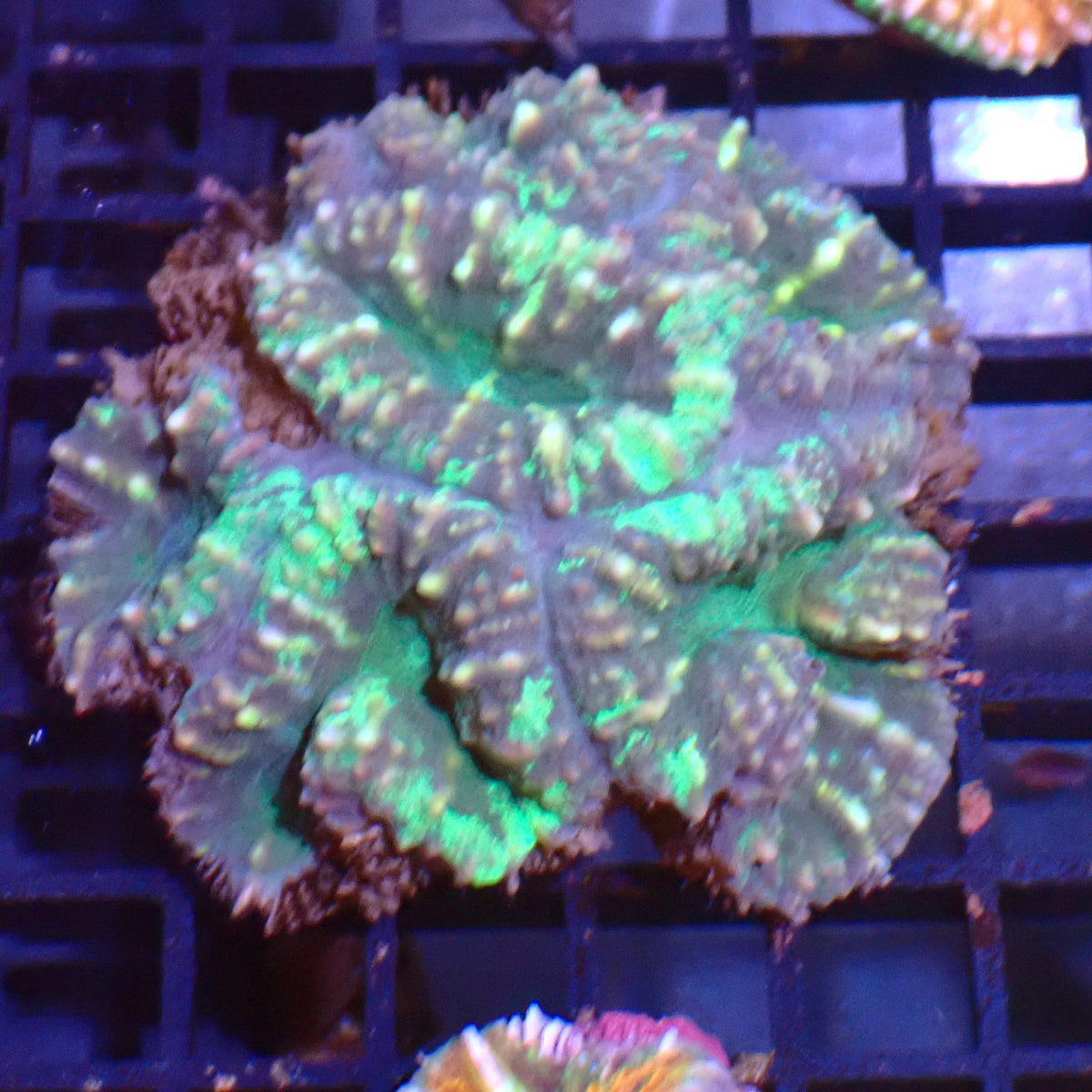 Pachysepta (Acan) AA014 | Acanthastrea pachysepta - Red Sea 15K