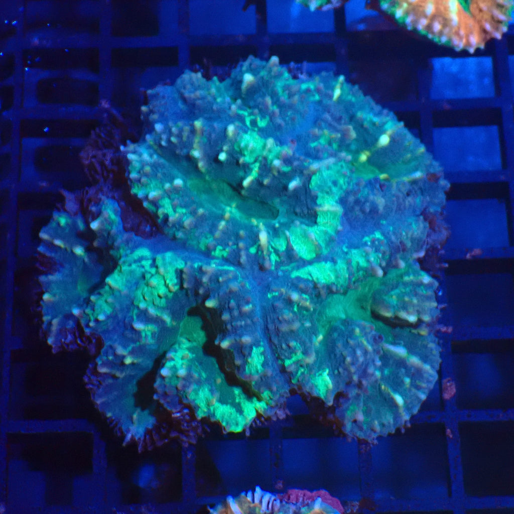 Pachysepta (Acan) AA014 | Acanthastrea pachysepta - Red Sea 20K LED