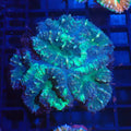 Pachysepta (Acan) AA014 | Acanthastrea pachysepta - Red Sea 20K LED