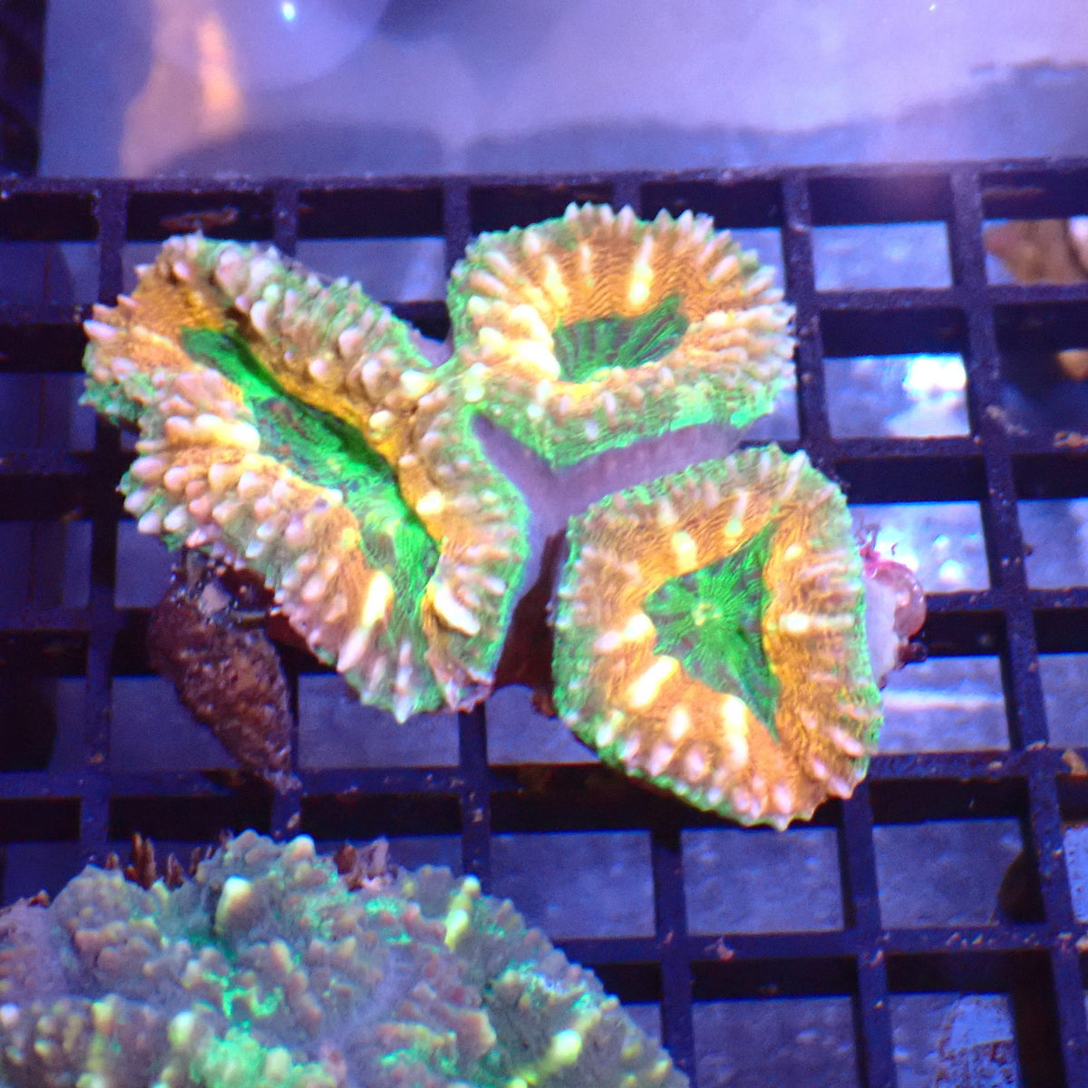 Pachysepta (Acan) AA015 | Acanthastrea pachysepta at ← Red Sea 15k