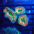 Pachysepta (Acan) AA015 | Acanthastrea pachysepta - Red Sea 20K LED