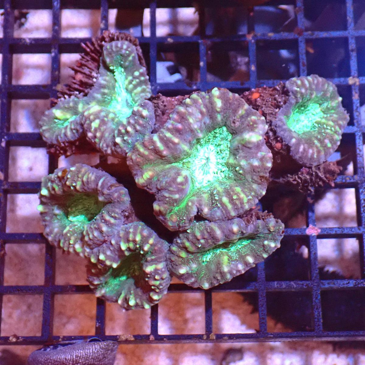 Pachysepta (Acan) AA016 | Acanthastrea pachysepta - Red Sea 15K