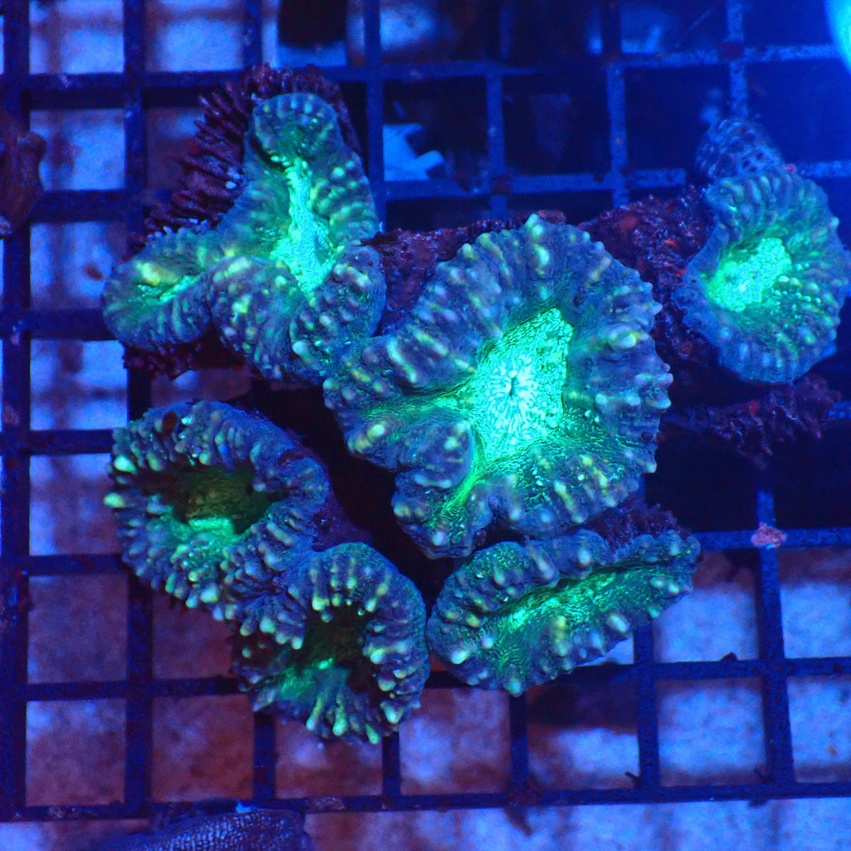 Pachysepta (Acan) AA016 | Acanthastrea pachysepta at Red Sea 20k →