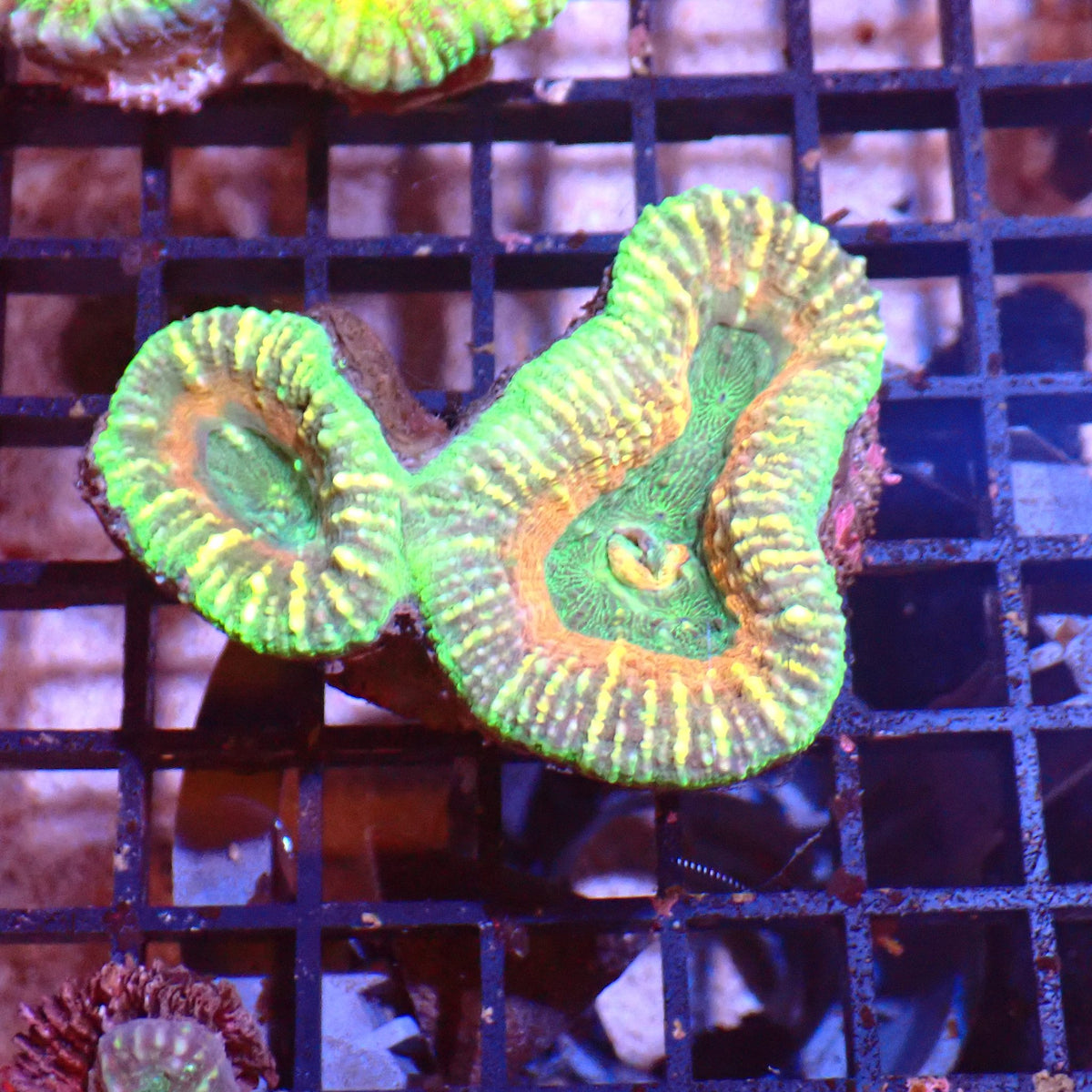Pachysepta (Acan) AA017 | Acanthastrea pachysepta at ← Red Sea 15k