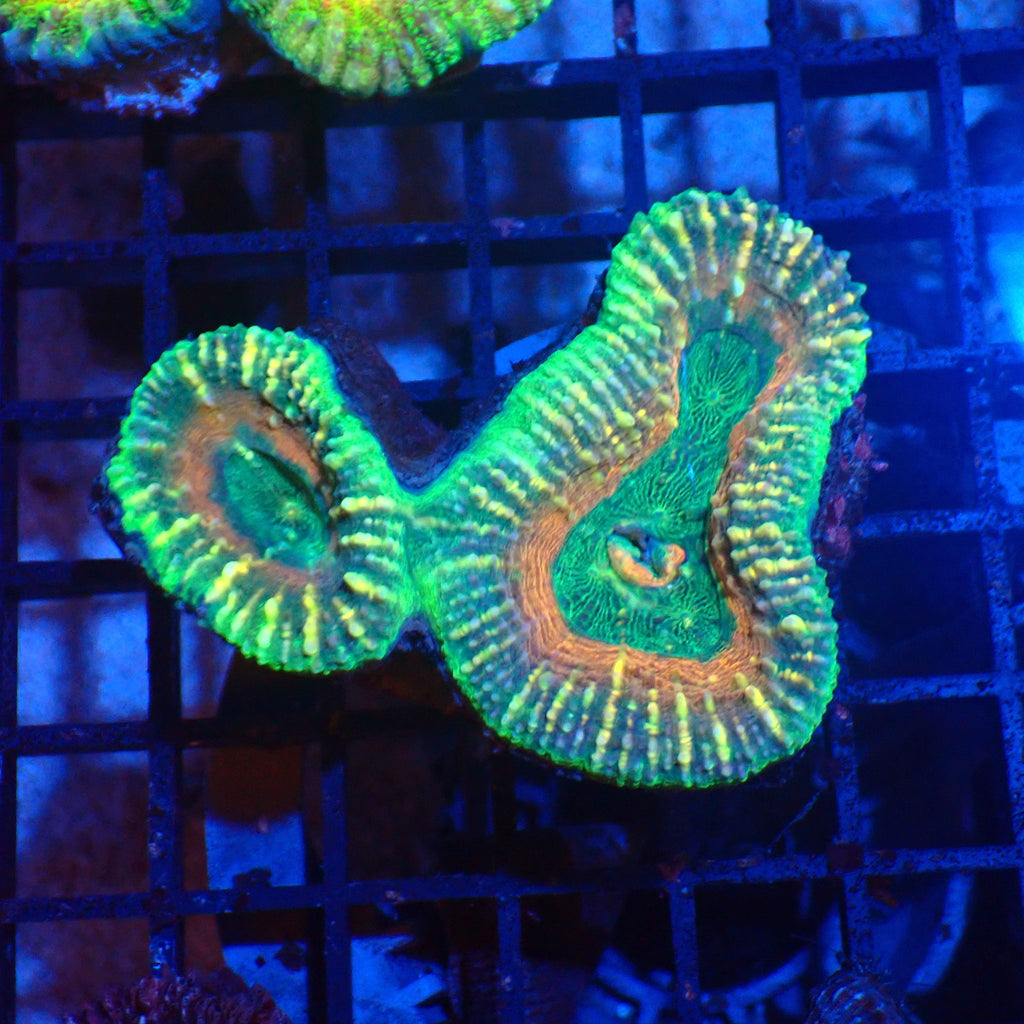 Pachysepta (Acan) AA017 | Acanthastrea pachysepta - Red Sea 20K LED