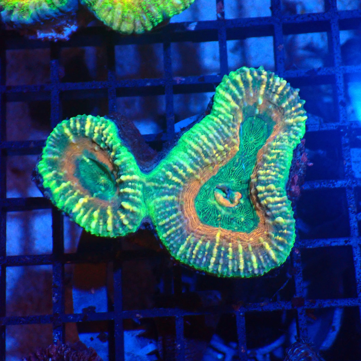 Pachysepta (Acan) AA017 | Acanthastrea pachysepta at Red Sea 20k →