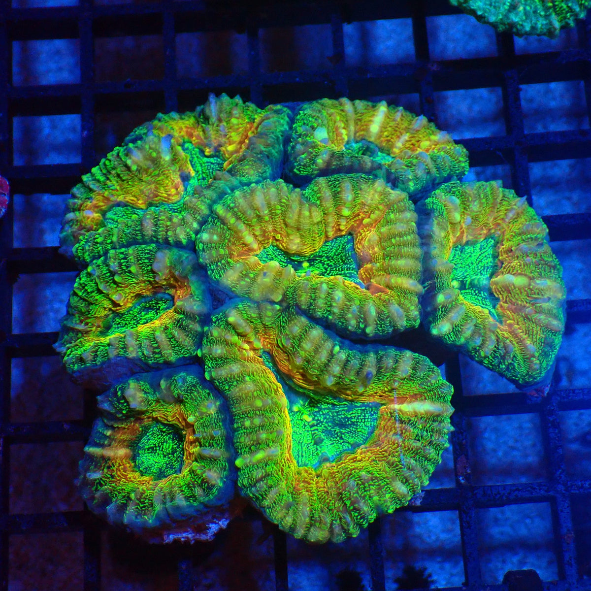 Pachysepta (Acan) AA018 | Acanthastrea pachysepta - Red Sea 20K LED