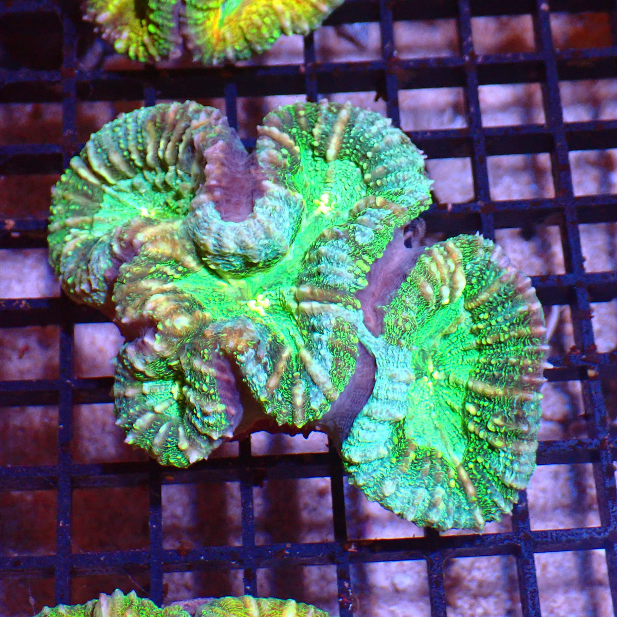 Pachysepta (Acan) AA019 | Acanthastrea pachysepta - Red Sea 15K