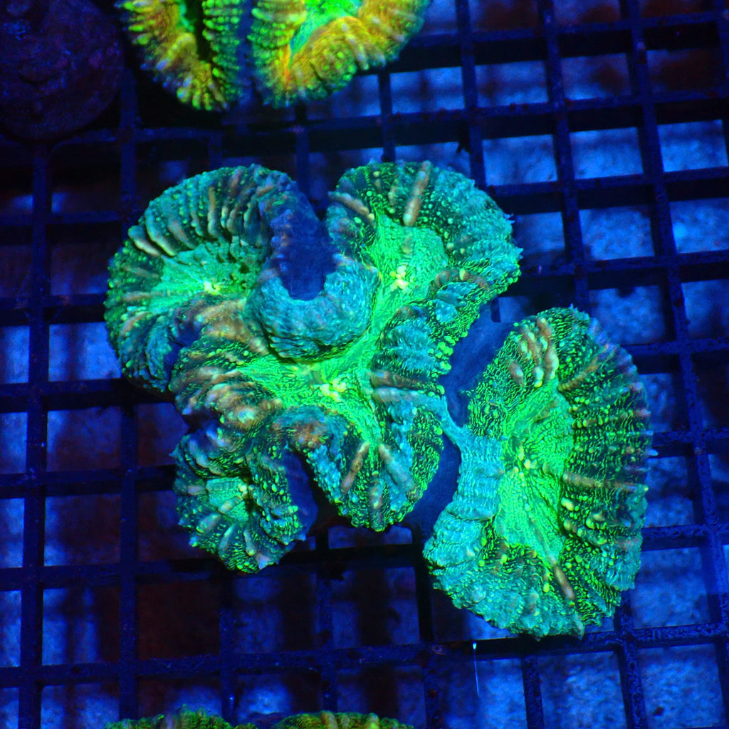 Pachysepta (Acan) AA019 | Acanthastrea pachysepta - Red Sea 20K LED