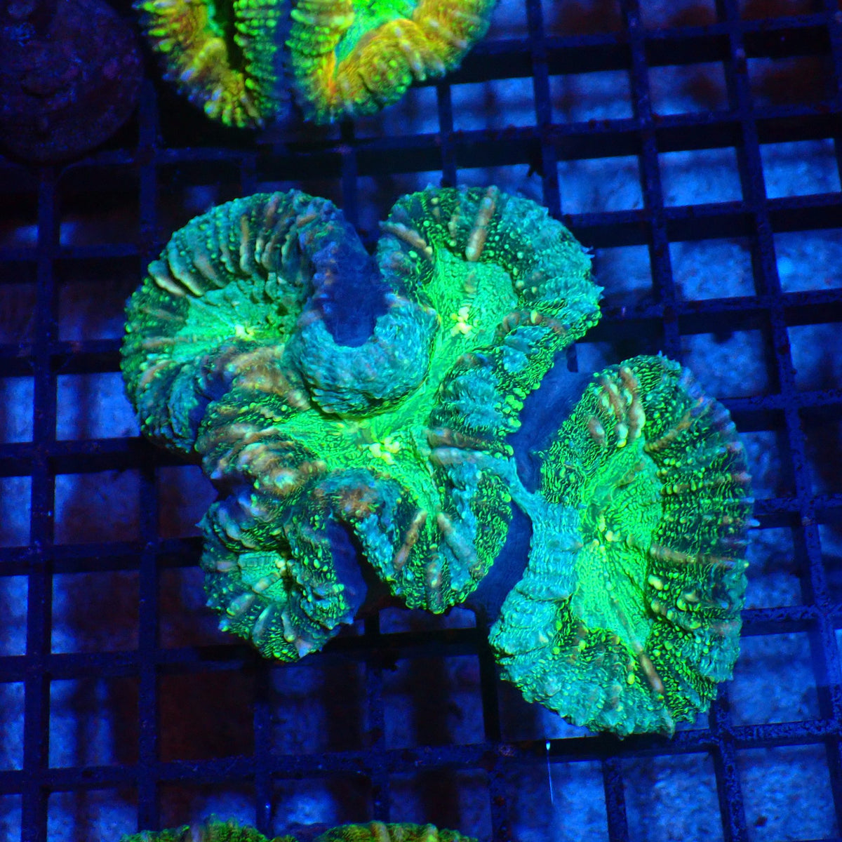 Pachysepta (Acan) AA019 | Acanthastrea pachysepta - Red Sea 20K LED