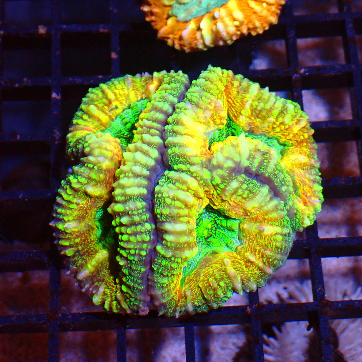 Pachysepta (Acan) AA020 | Acanthastrea pachysepta at ← Red Sea 15k