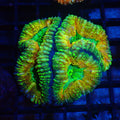 Pachysepta (Acan) AA020 | Acanthastrea pachysepta - Red Sea 20K LED