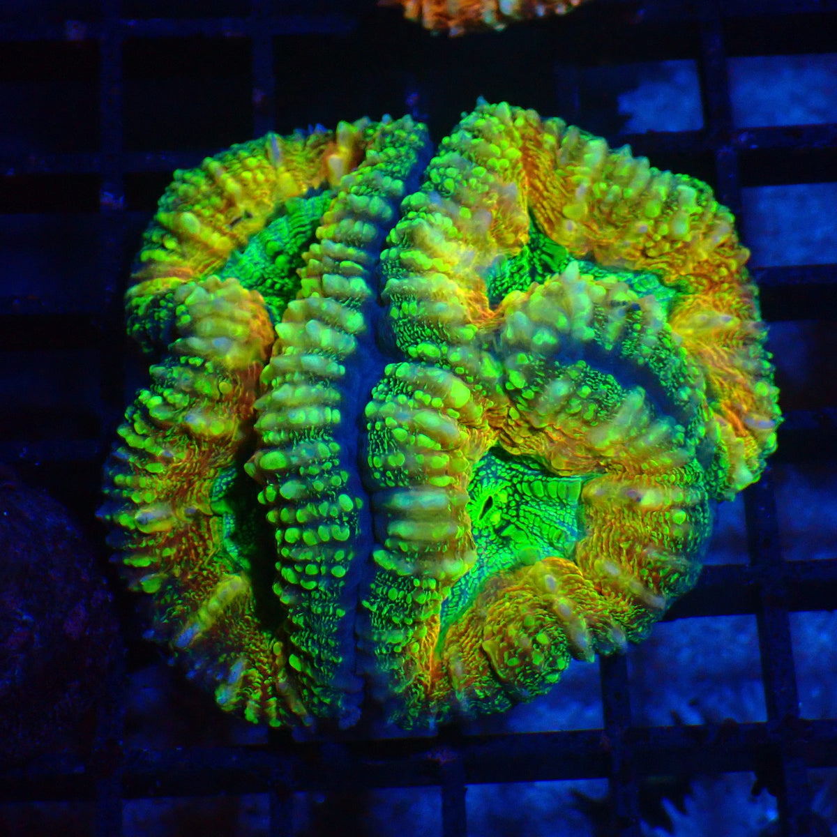 Pachysepta (Acan) AA020 | Acanthastrea pachysepta - Red Sea 20K LED